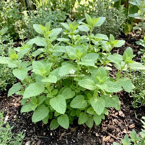 Lemon Balm Melissa Officinalis Seeds