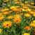 African Daisy Dimorphotheca Sinuata Seeds 