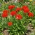 Maltese Cross Lychnis Chalcedonica Seeds