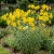 Maximilian Sunflower Helianthus Maximiliani Seeds