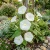 Moonflower Ipomoea Alba Seeds