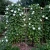Moonflower Ipomoea Alba Seeds 2
