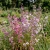 Mountain Garland Clarkia Unguiculata Seeds 
