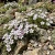Mountain Phlox Linanthus Grandiflorus Seeds 