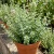 Oregano Italian Origanum Vulgare Seeds