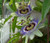 Passion Flower Blue Passiflora Caerulea Seeds 3