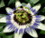 Passion Flower Blue Passiflora Caerulea Seeds 2