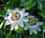 Passion Flower Blue Passiflora Caerulea Seeds
