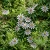 Passion Flower Blue Passiflora Caerulea Seeds 2