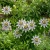 Passion Flower Blue Passiflora Caerulea Seeds