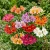 Peruvian Lily Dr.Salter's Mix Alstroemeria Ligtu Seeds