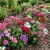 Phlox Mix Phlox Drummondii Seeds