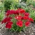Phlox Red Phlox Drummondii Seeds