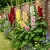 Hollyhock Chater’s Double Mix Alcea Rosea Seeds