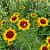 Coreopsis Plains Coreopsis Tinctoria Seeds 