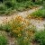 Coreopsis Plains Coreopsis Tinctoria Seeds  p2