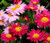 Pyrethrum Robinson's Mix Chrysanthemum Coccineum Seeds