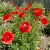 Red Corn Poppy American Legion Papaver Rhoeas Seeds