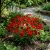 Coreopsis Red Dwarf Coreopsis Tinctoria Seeds