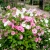 Rose Mallow Mix Lavatera Trimestris Seeds 