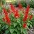  Sage Scarlet Salvia Coccinea Seeds