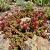 Sedum Dragon's Blood Sedum Spurium Seeds