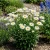 Daisy Shasta Chrysanthemum Maximum Seeds