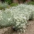 Snow in Summer Cerastium Tomentosum Seeds 