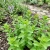 Spearmint Mentha Spicata Seeds