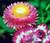Strawflower Helichrysum Monstrosum Seeds 5