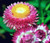 Strawflower Helichrysum Bracteatum Seeds 5