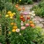 Strawflower Paper Daisy Mix Helichrysum Bracteatum Seeds 