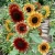 Sunflower Autumn Beauty Helianthus Annuus Seeds