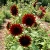 Sunflower Velvet Queen Helianthus Annuus Seeds