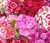 Sweet William Dianthus Barbatus Seeds