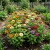 Zinnia Pumila Mix Zinnia Elegans Seeds