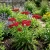 Yarrow Red Achillea Millefolium Rubrum Seeds
