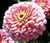 Zinnia Luminosa Pink Zinnia Elegans Seeds