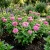 Zinnia Luminosa Pink Zinnia Elegans Seeds