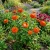 Zinnia Orange King Zinnia Elegans Seeds