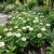 Zinnia White Polar Bear Zinnia Elegans Seeds