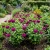 Zinnia Purple Prince Zinnia Elegans Seeds