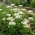 Yarrow White Achillea Millefolium Seeds