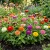 Zinnia Dahlia Mix Zinnia Elegans Seeds