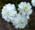 Yarrow Pearl Achillea Ptarmica Seeds 