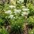 Yarrow Pearl Achillea Ptarmica Seeds 
