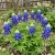 Texas Bluebonnet Lupinus Texensis Seeds
