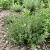 Thyme Thymus Vulgaris Seeds