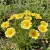 Tidy Tips Layia Platyglossa Seeds
