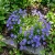 Bellflower Tussock Blue Campanula Carpatica Seeds